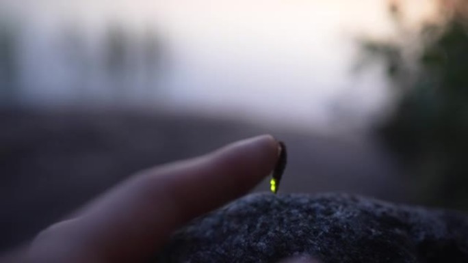 Firefly on tourist finger getting ready to take of