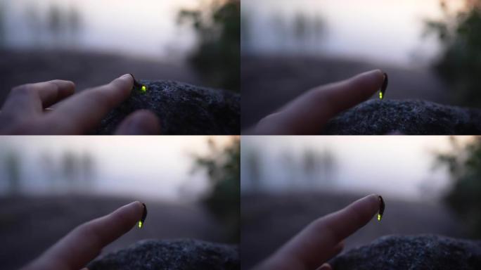 Firefly on tourist finger getting ready to take of