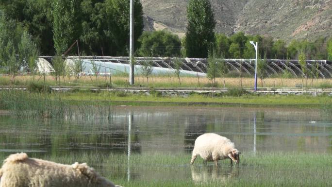 乡村场景 农场 放牧 农业 哺乳动物羔羊