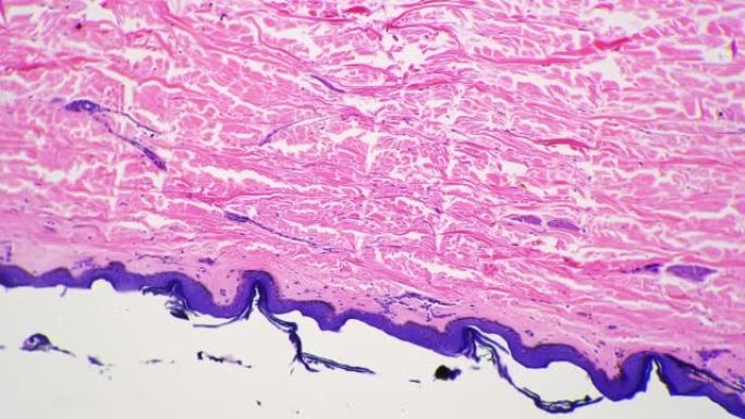 显微镜100倍图像的人类皮肤与汗腺对明亮的领域