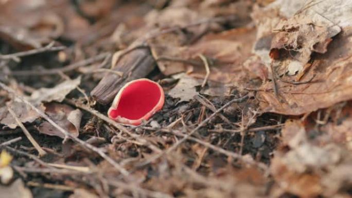 早春的Sarcoscypha coccinea-猩红色elfcup。