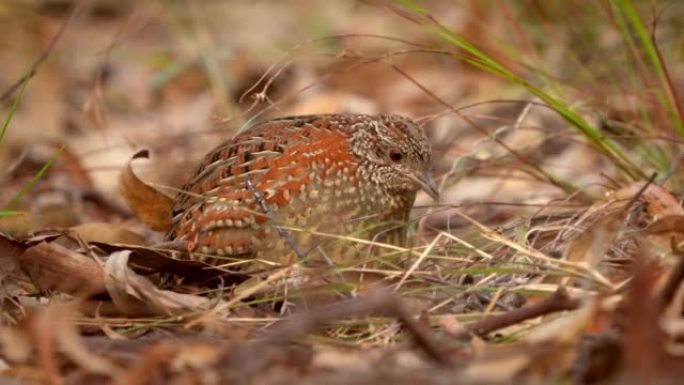 涂buttonquail (Turnix varius) 澳大利亚的一种特殊的特有鸟类，看起来像鹌鹑