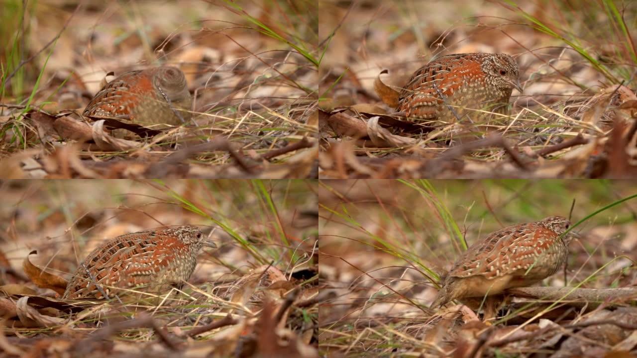 涂buttonquail (Turnix varius) 澳大利亚的一种特殊的特有鸟类，看起来像鹌鹑