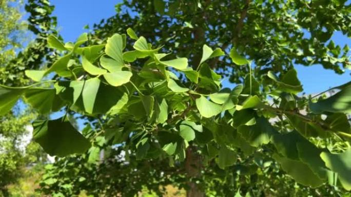 Chinese tree that grows in Vancouver near school o