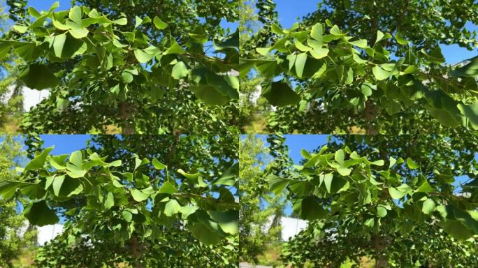 Chinese tree that grows in Vancouver near school o