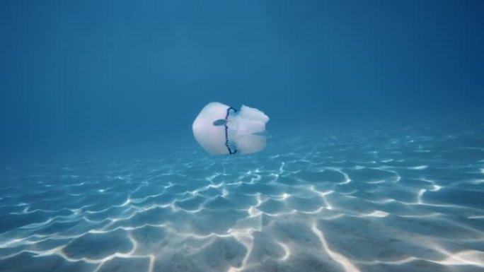 海水母的肺在海深处游泳