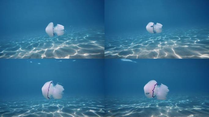 海水母的肺在海深处游泳