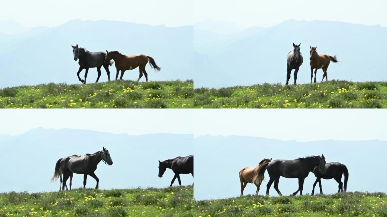 三匹马在山上的草地上