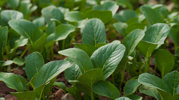 农田蔬菜种植菜苔采收实拍4K素材A段