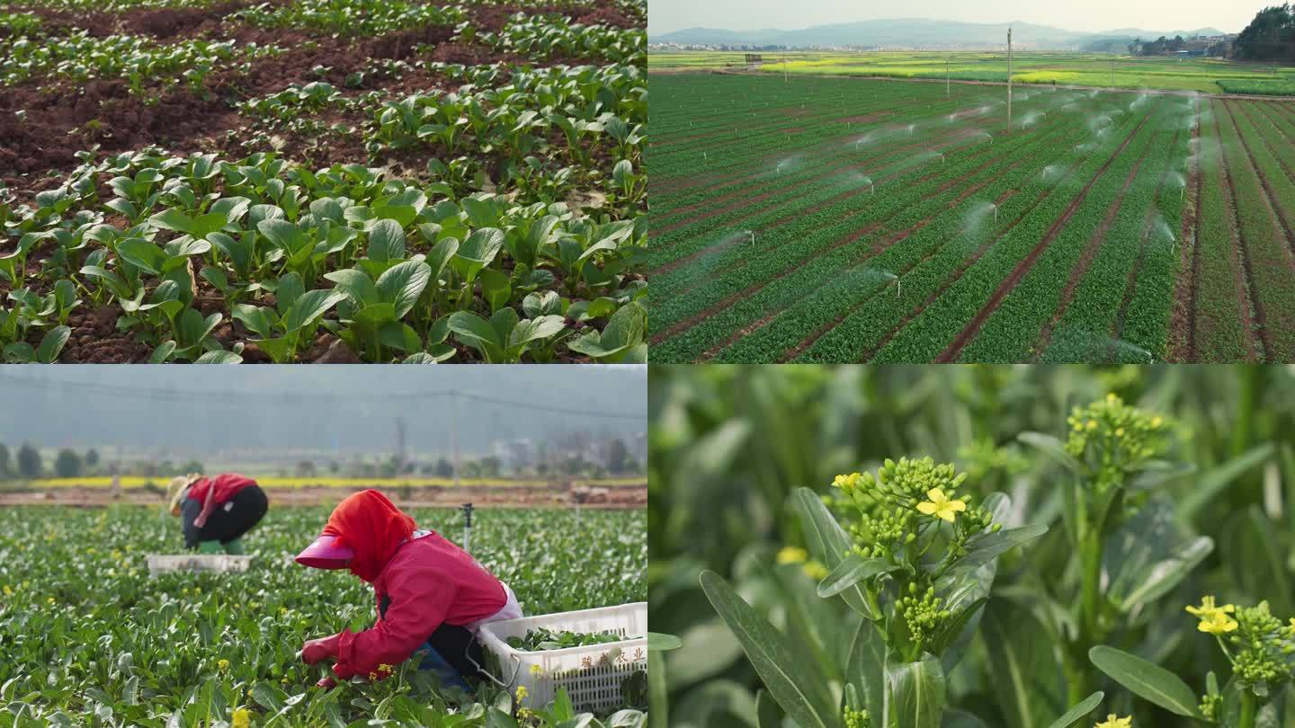 农田蔬菜种植菜苔采收实拍4K素材A段