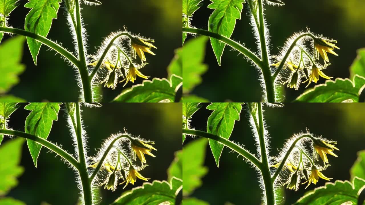 盛开的番茄灌木特写。花园床上未成熟的西红柿。番茄在温室中的授粉。番茄黄花。花园里盛开的西红柿，户外特