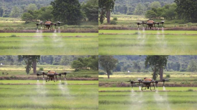 无人机在稻田上喷洒农药