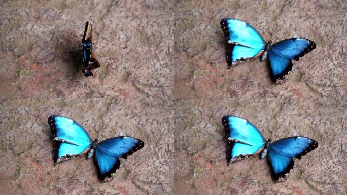 新出现的蓝色morpho蝴蝶张开翅膀的高帧率拍摄