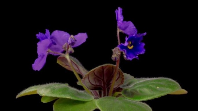 生长和开放的时间流逝紫色的圣保利亚非洲紫