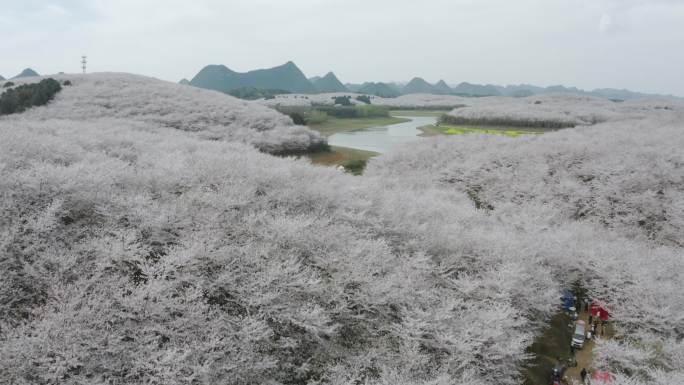 贵州平坝樱花园航拍