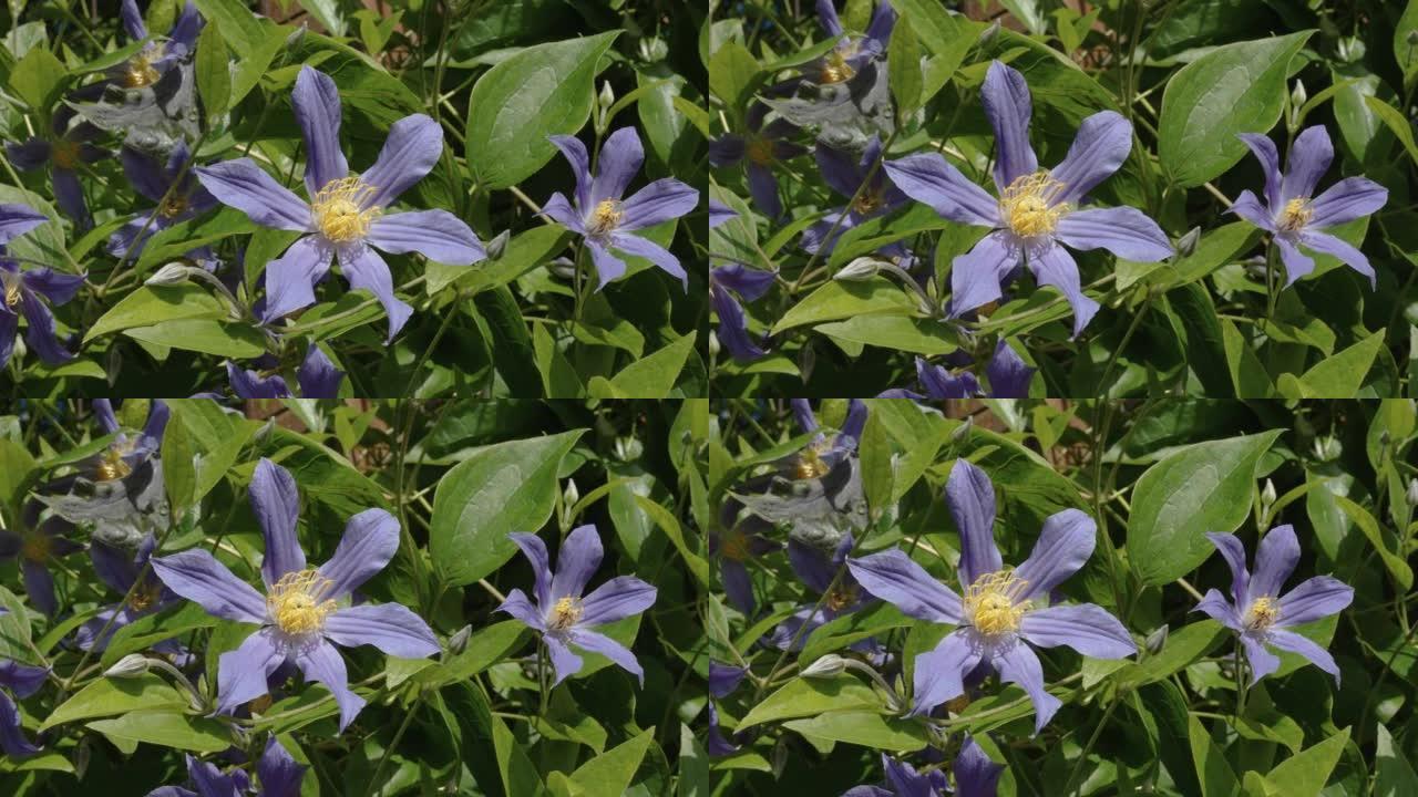 爱沙尼亚花园里花朵的紫色花瓣
