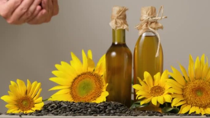 人手中的葵花油、黄色葵花花和葵花籽。葵花花和种子用于制造石油。乌克兰制造的有机健康产品