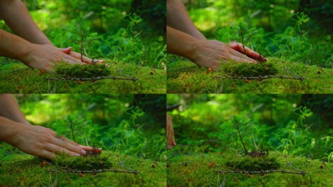 地球日拯救环境概念。育苗林种植。自然绿色森林中的雌性手握芽王尔德松树。