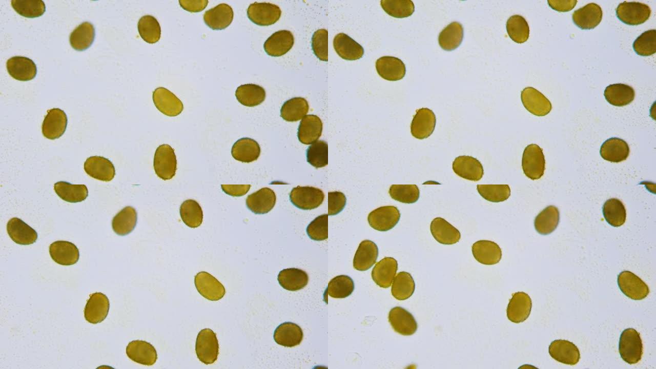 显微镜下的花粉。植物的雄性种子，用于物种的繁殖。1000倍放大。平滑平移视频。