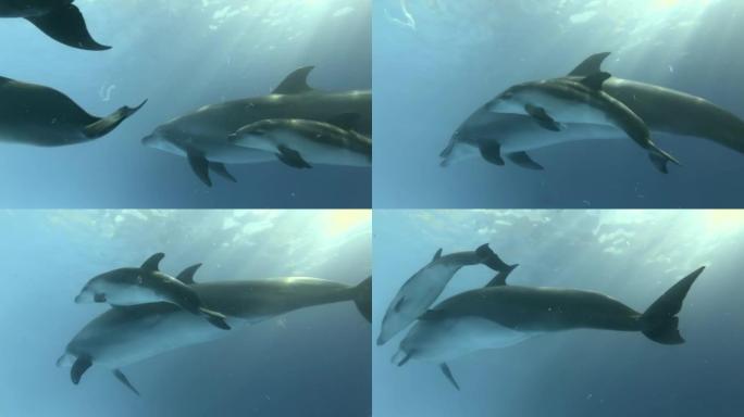 小海豚在妈妈旁边游泳。