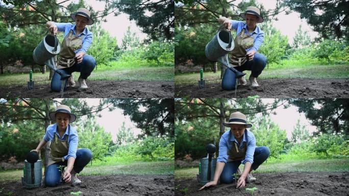 一名西班牙妇女，业余农民，用喷壶在疏松的泥土上浇一个洞，在开阔的土地上种幼苗
