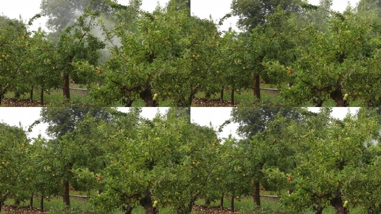 苹果田的灌溉系统