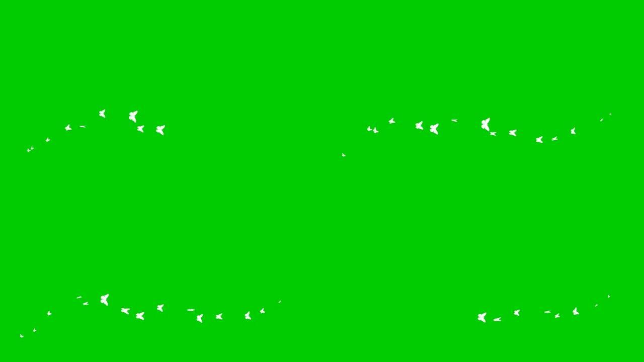 动画白色蝴蝶从左到右飞行。一波蝴蝶。夏天的概念。矢量插图孤立在绿色背景上。