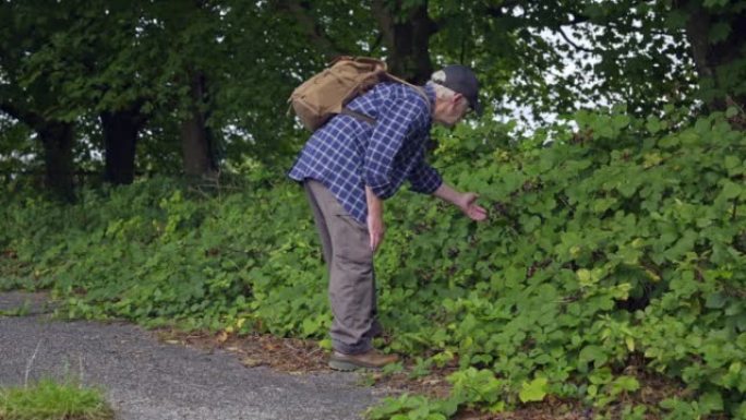退休男子检查未种植的黑莓