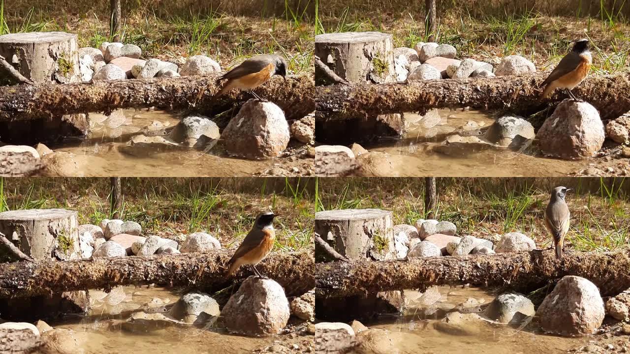 常见的红雀(拉丁语ruticilla)，森林鸟类的一种。一只小森林鸟正坐在森林里的一块鹅卵石上。视频