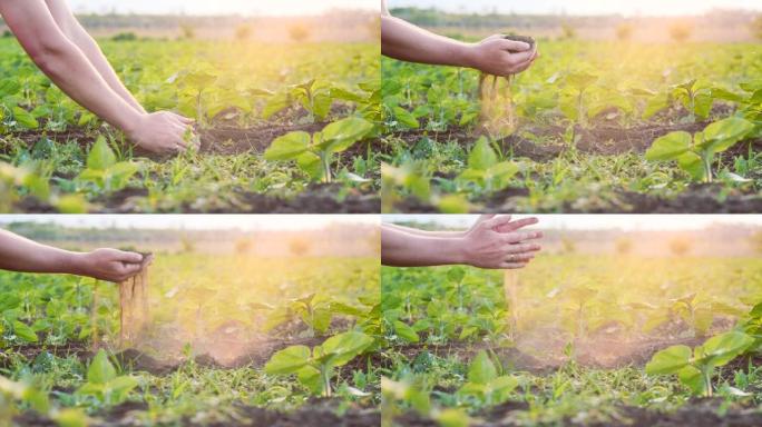日落时分，男性手触碰向日葵农田干地的特写。农民用手碾碎干燥肥沃的黑土。缺水，干旱概念