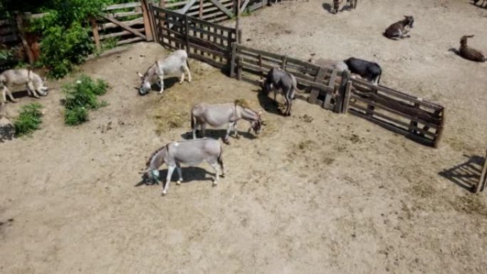 驴农场。晴天，空中无人机在驴农场的科拉尔 (corral) 的许多驴上飞行。村庄里的家养农村动物。夏