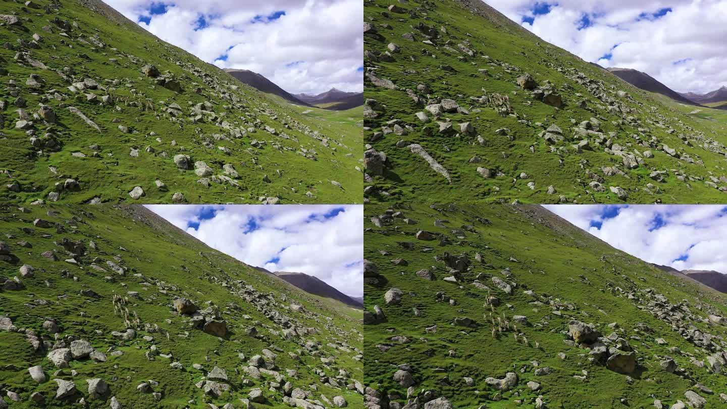 青海 自然 野生动物 动物主题 藏羚羊