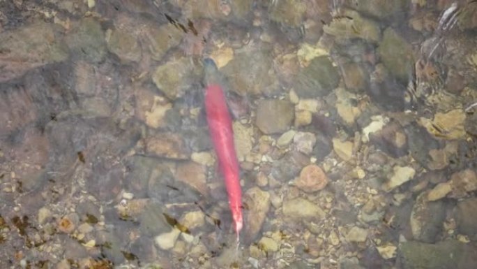 火焰峡谷产卵期间，绵羊溪中的彩色红色Kokanee鲑鱼