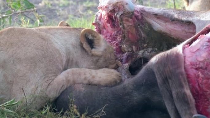 狮子捕猎后吃肉。