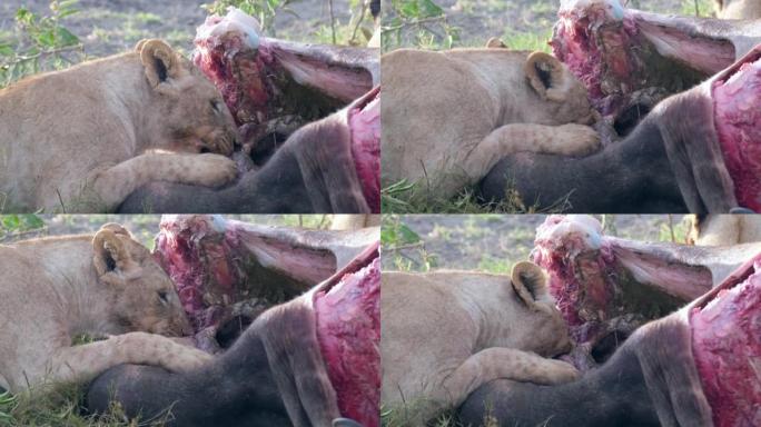 狮子捕猎后吃肉。