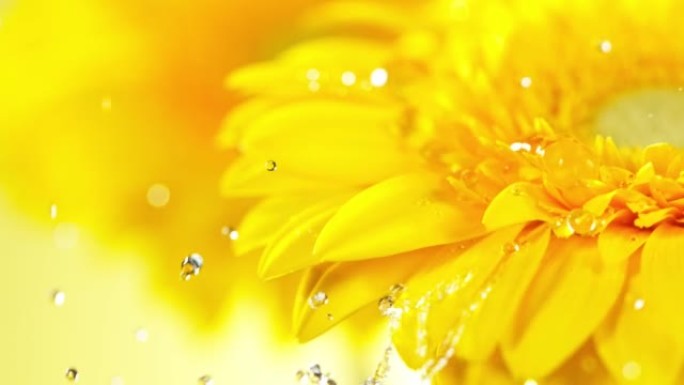 黄色非洲菊花上落下的水滴的超慢动作。