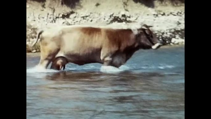 60年代河上放牧的奶牛