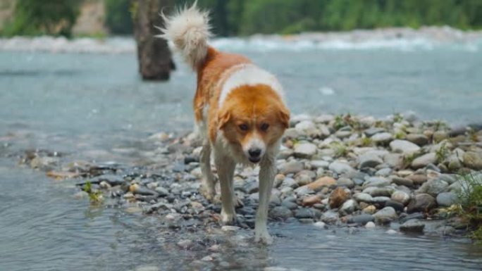 毛茸茸的可爱的喜马拉雅狗在印度喜马偕尔邦马纳利的比斯河岸边散步。喜马拉雅犬在马纳利繁殖。蓬松街狗的慢