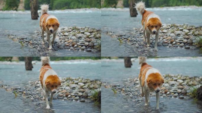 毛茸茸的可爱的喜马拉雅狗在印度喜马偕尔邦马纳利的比斯河岸边散步。喜马拉雅犬在马纳利繁殖。蓬松街狗的慢