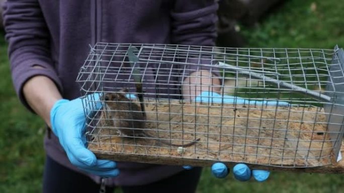 老鼠被害虫猎人抓住的捕鼠器特写