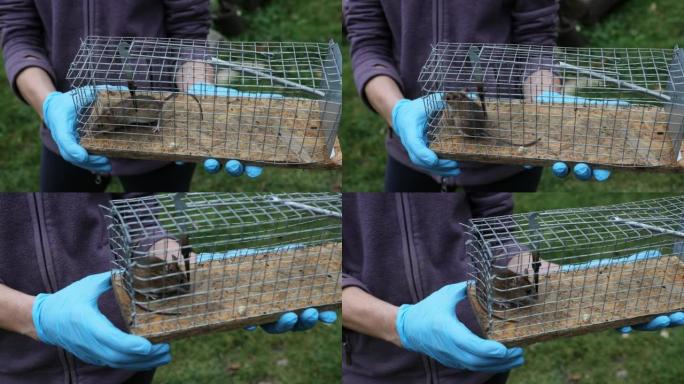 老鼠被害虫猎人抓住的捕鼠器特写