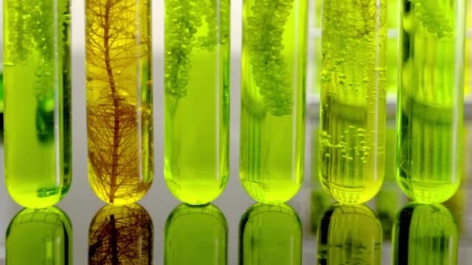 藻类燃料生物燃料工业实验室研究化石藻类燃料或藻类生物燃料的替代品。