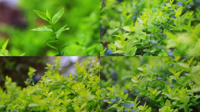 春天雨后树芽