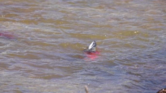 从火焰峡谷产卵的绵羊溪中的Kokanee鲑鱼