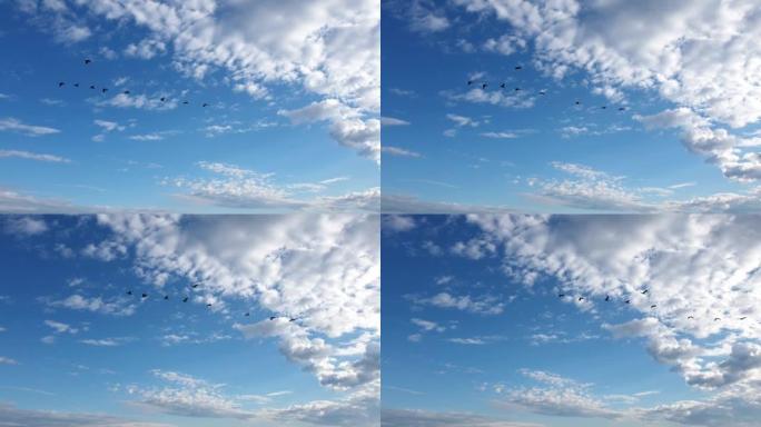 蓝天背景上的迁徙鸭子
