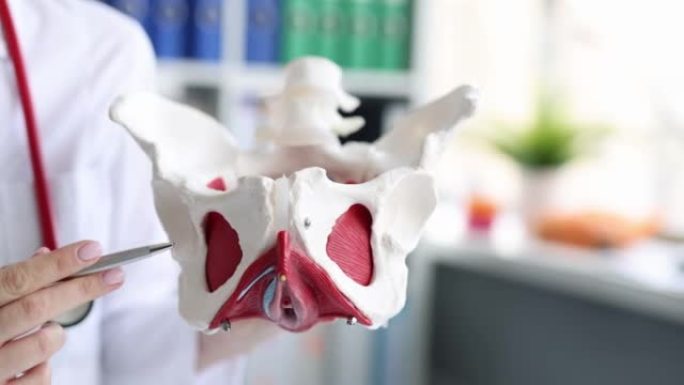 医生持有人类骨盆的骨骼模型
