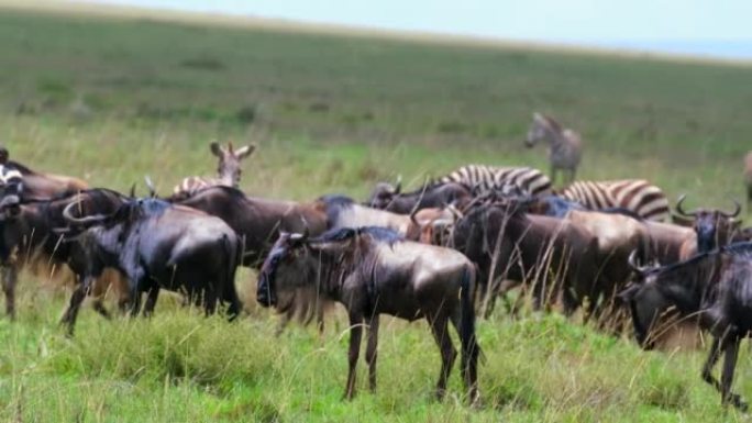 非洲大草原的牛羚群野生动物在塞伦盖蒂迁移