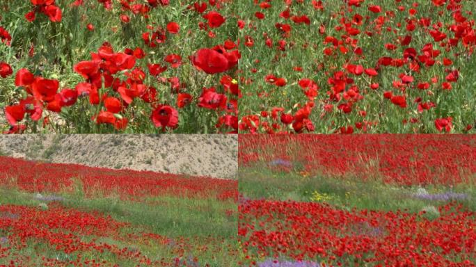 夏季，亚美尼亚田野中的罂粟花特写
