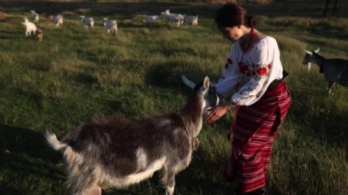 穿着传统民族服装的年轻乌克兰妇女在日落时抚摸牧场上的山羊。