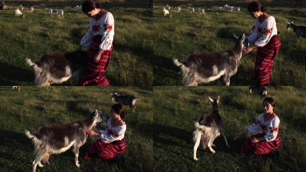 穿着传统民族服装的年轻乌克兰妇女在日落时抚摸牧场上的山羊。